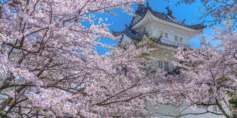 桜の季節の津城